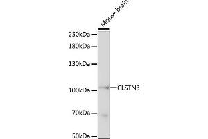 Calsyntenin 3 antibody  (AA 730-850)
