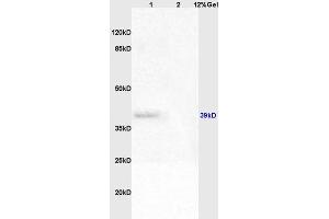 Lane 1: rat liver lysates Lane 2: rat brain lysates probed with Anti WNT4 Polyclonal Antibody, Unconjugated (ABIN762911) at 1:200 in 4 °C.