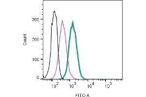 Cell surface detection of BDKRB1 by direct flow cytometry in live intact mouse  microglia cell line: + Rabbit IgG isotype control-FITC (ABIN7582044).