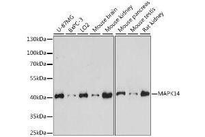 Western blot analysis of extracts of various cell lines, using MAPK14 antibody (ABIN6291833) at 1:1000 dilution.