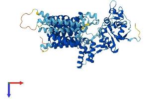 STT3A Protein (AA 1-705) (His tag)