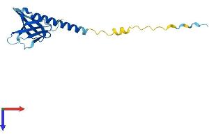 PHLDA2 Protein (AA 1-152) (His tag)