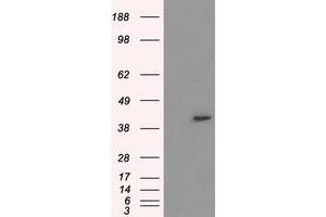 Image no. 2 for anti-Protein Phosphatase Methylesterase 1 (PPME1) antibody (ABIN1500298) (PPME1 Antikörper)