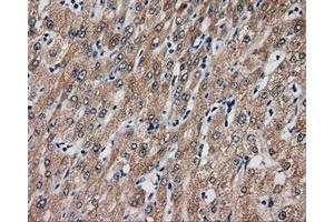 Immunohistochemical staining of paraffin-embedded liver tissue using anti-SIL1 mouse monoclonal antibody. (SIL1 Antikörper)