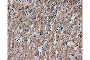 Immunohistochemical staining of paraffin-embedded liver tissue using anti-SIL1 mouse monoclonal antibody. (SIL1 Antikörper)