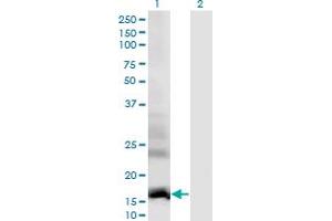 Western Blot analysis of DAAM2 expression in transfected 293T cell line by DAAM2 monoclonal antibody (M01), clone 1D8. (DAAM2 Antikörper  (AA 1-132))