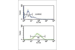 Flow Cytometry (FACS) image for anti-Ankylosis, Progressive Homolog (Mouse) (ANKH) antibody (ABIN3004298) (ANKH Antikörper)