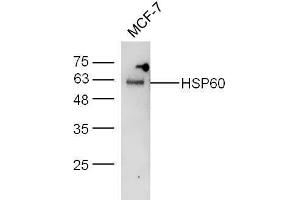 Western Blotting (WB) image for anti-Heat Shock 60kDa Protein 1 (Chaperonin) (HSPD1) (AA 501-573) antibody (ABIN726080)