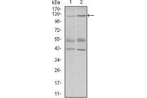 Western blot analysis using PIWIL4 mouse mAb against PC-3 (1) and PANC-1 (2) cell lysate.