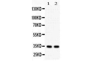 Anti-XAF1 antibody, Western blottingAll lanes: Anti XAF1  at 0.