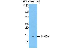 anti-Peptidyl Prolyl Cis/Trans Isomerase NIMA Interacting 4 Protein (PIN4) (AA 23-130) antibody