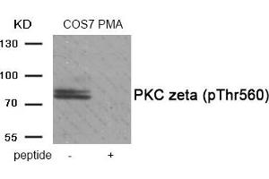 Western blot analysis of extracts from COS7 cells treated with PMA using Phospho-PKC zeta (Thr560) antibody. (PKC zeta Antikörper  (pThr560))