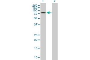 Western Blot analysis of SRPR expression in transfected 293T cell line by SRPR MaxPab polyclonal antibody. (SRPR Antikörper  (AA 1-638))