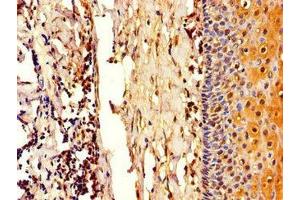 Immunohistochemistry of paraffin-embedded human tonsil tissue using ABIN7148277 at dilution of 1:100