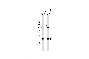 Western Blot at 1:1000 dilution Lane 1: Hela whole cell lysate Lane 2: HL-60 whole cell lysate Lysates/proteins at 20 ug per lane. (PHF5A Antikörper  (C-Term))