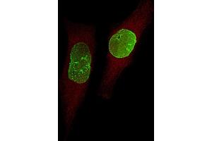 Immunofluorescent analysis of 4 % paraformaldehyde-fixed, 0. (USP17L24 Antikörper  (C-Term))