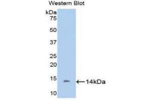 Detection of Recombinant DDO, Bovine using Polyclonal Antibody to D-Aspartate Oxidase (DDO) (DDO Antikörper  (AA 161-272))