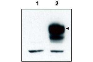 Western blot using  affinity purified anti-TrkCT1 to detect over-expressed TrkCT1 in HEK293 cells (Lane 2, arrowhead). (TRKCT1 (C-Term) Antikörper)