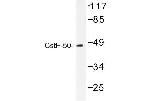 Image no. 1 for anti-Cleavage Stimulation Factor, 3' Pre-RNA, Subunit 1, 50kDa (CSTF1) antibody (ABIN272214) (CSTF1 Antikörper)