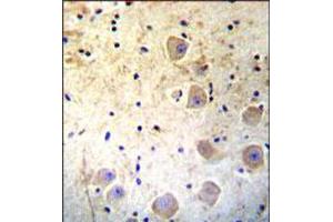 Immunohistochemical staining of formalin fixed and paraffin embedded human brain was performed with KLK6 polyclonal antibody  at 1:10-1:50 dilution followed by indirect peroxidase conjugation with secondary antibody and DAB staining. (Kallikrein 6 Antikörper  (Internal Region))