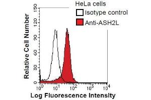 HeLa cells were fixed in 2% paraformaldehyde/PBS and then permeabilized in 90% methanol. (ASH2L Antikörper)