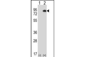 Western blot analysis of HIPK4 (arrow) using rabbit polyclonal HIPK4 Antibody (C-term) (ABIN1882089 and ABIN2841287).
