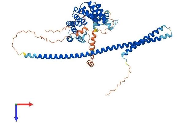 KLC1 Protein (AA 1-573) (His tag)