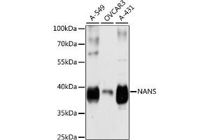 Western blot analysis of extracts of various cell lines, using NANS antibody  at 1:3000 dilution. (NANS Antikörper  (AA 260-359))