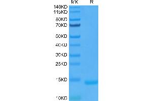 Human GM-CSF on Tris-Bis PAGE under reduced condition. (GM-CSF Protein (AA 18-144))