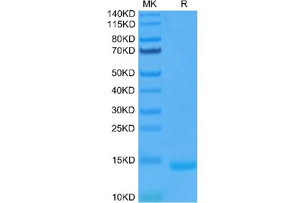 GM-CSF Protein (AA 18-144)
