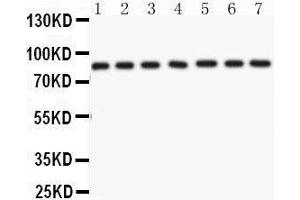 Anti- AIF Picoband antibody, Western blotting All lanes: Anti AIF  at 0.