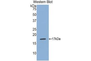 Western Blotting (WB) image for anti-Phospholipase A1 Member A (PLA1A) (AA 148-295) antibody (ABIN1077705)