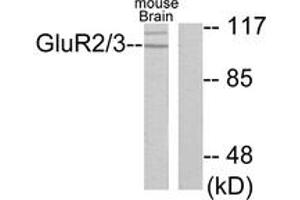 Western blot analysis of extracts from mouse brain cells, using mGluR2/3 Antibody. (mGluR2/3 Antikörper  (AA 823-872))