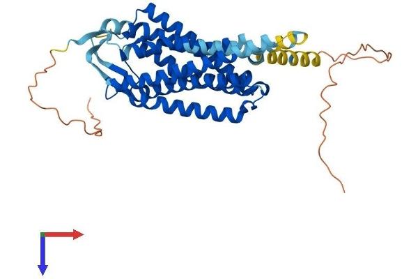 NPFFR2 Protein (AA 1-417) (His tag)