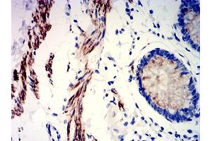 Immunohistochemistry (IHC) image for anti-Protein Kinase, AMP-Activated, gamma 3 Non-Catalytic Subunit (PRKAG3) (AA 9-151) antibody (ABIN5611227)