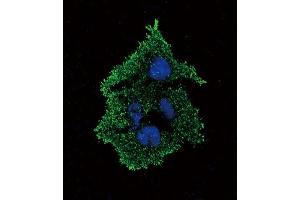 Immunofluorescence (IF) image for anti-Transforming Growth Factor, beta 1 (TGFB1) antibody (ABIN5016291) (TGFB1 Antikörper)