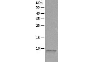 SUMO3 Protein (AA 1-92) (His tag)