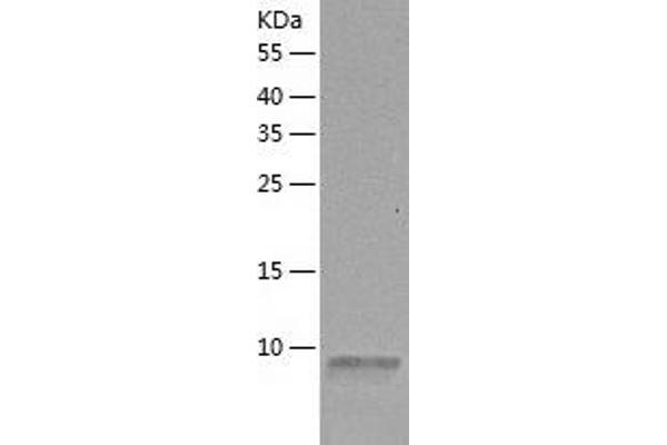 SUMO3 Protein (AA 1-92) (His tag)