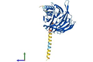 Protein Structure (PS) image for Transducin (Beta)-Like 2 (TBL2) (AA 1-447) protein (His tag) (ABIN7544241)