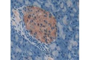 IHC-P analysis of pancreas tissue, with DAB staining. (REG1A Antikörper  (AA 10-165))