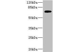 Western blot All lanes: SLC2A13 antibody IgG at 2. (SLC2A13 Antikörper  (AA 564-648))