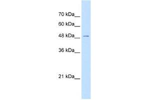 WB Suggested Anti-GPR177 Antibody Titration:  0. (GPR177/WLS Antikörper  (N-Term))