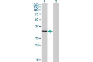 Western Blot analysis of MKI67IP expression in transfected 293T cell line by MKI67IP MaxPab polyclonal antibody. (NIFK Antikörper  (AA 1-293))