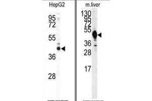 (LEFT) Western blot analysis of IDH1 antibody (Center) in HepG2 cell line lysates (35ug/lane).
