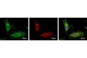 ICC/IF Image FIS1 antibody detects FIS1 protein at mitochondria by immunofluorescent analysis.