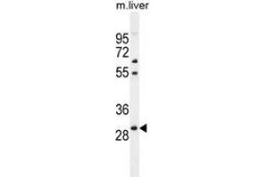 Western blot analysis in mouse liver tissue lysates (35ug/lane) using PHOX2B  Antibody . (PHOX2B Antikörper  (Middle Region))