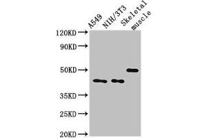 Western Blot Positive WB detected in: A549 whole cell lysate, NIH/3T3 whole cell lysate, Mouse skeletal muscle tissue All lanes: TRIM39 antibody at 3 μg/mL Secondary Goat polyclonal to rabbit IgG at 1/50000 dilution Predicted band size: 60, 57 kDa Observed band size: 45, 50 kDa