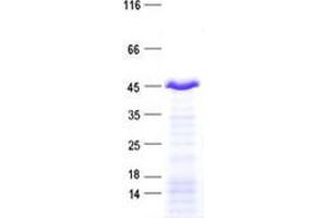 Validation with Western Blot (ZNF670 Protein (His tag))