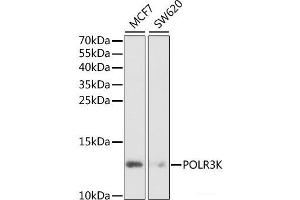 Western blot analysis of extracts of various cell lines using POLR3K Polyclonal Antibody at dilution of 1:1000. (POLR3K Antikörper)