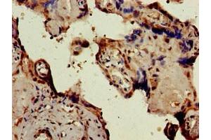 Immunohistochemistry of paraffin-embedded human placenta tissue using ABIN7146610 at dilution of 1:100